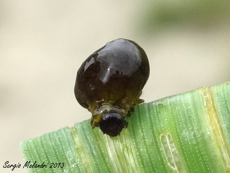 Strano esserino: larva di Oulema sp. (Chrysomelidae)